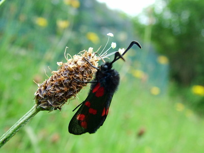 Six-spot Burnet